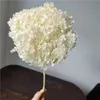 Nature Fresh bevarad Anna Hortensea Branch15-20cm Head Diy Marriet Flower Wedding Bouquet Gift Eternelle Floral Room Decor