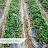 Film plastique avec des trous de plantation de la barrière de contrôle des mauvaises herbes jardin