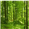 Vacker Green Forest Woods solljus Bilder Fönster Mural Wallpaper2973