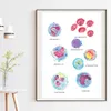 Médico Células sanguíneas Anatomia Arte da parede Médico Canvas Imprima a aquarela Hematologia Pintura Poster Biologia Decoração de Presentes Médicos