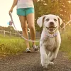 Dispensateur de sacs à déchets pour animaux de compagnie personnalisés et laisse pour chien Porte-sac de poop de chat personnalisé pour chiens avec nom gravé de plomb à pied