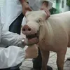 Metal ağız gag ağız açıcı Domuz koyun sığır hayvanı diş hekimliği veteriner ekipmanı