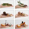 Enfants Montessori Animal Toys Life Cycle Board Set Insect Plant Animal Growth Cycle Biology Science Open-End Educational Toy