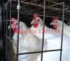 Gallo da gallina anelli di pollo becchi di pollo senza bullone occhiali di pollo fagiani vetrali da allevamento di pollo animali da coltivazione da 50 pezzi 50 pezzi