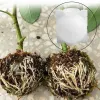 5PCS Planting Rooting Ball Painting Box Hodowca Połączenie Połączenie Połączenie Pudełka Uprawy dla ogrodu 5/8 cm Narzędzia do sadzenia