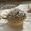 Pufferfischschale Lufttrommelfischknochen Schweinswale Exemplarschale mit Bambus gewebter Hut Marine Biologie Fischhaut Auto Anhänger Muscheln