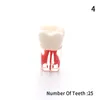 Modelo de dientes para la enseñanza oral dental Resina Resina Resina Modelo de dientes endodóntico dental con práctica de conducto radicular y pulpa de color