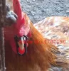 Rooster Henne Nasenringe Hühnerschnabel Klasze Kein Bolzen Hühnerbrillen Fasanengläser