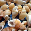 Shells 100pcs Mini Conch rzemiosło naturalne morskie muszle Mocro-Landscape Tank Aquarium Crafts Dekoracja