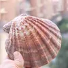 12-17 cm Brown Natural Lion's Claw Shell Conch Snail Sea Shells Diy Beach Wedding Decorations Aquarium Landscape Home Craft Decor