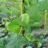 Tuinbouwinstallaties voor huizen ondersteunen trellis netsteunondersteuning Netto duurzaam voor klimplanten tuinaccessoires