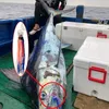 Lours de pêche à la pêche pour le thon marlin mahi jupe douce LURE TROLLING TROLLING TUME LEURRE OCTOPUS BIG GAM