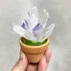 1pc Amethyst Stone Plantes en pot