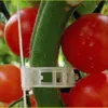 Nouveau 50 / 100pcs Trellis en plastique Clip de tomates Soutiens Connects Plants Vines Cages Greenhouse Veggie Garden Plant Plant Clip