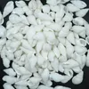 Shells 100pcs Mini Conch rzemiosło naturalne morskie muszle Mocro-Landscape Tank Aquarium Crafts Dekoracja