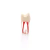 Modelo de dientes para la enseñanza oral dental Resina Resina Resina Modelo de dientes endodóntico dental con práctica de conducto radicular y pulpa de color
