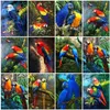 AZQSD Full Square Diamond Painting Parrot Picture Of Rhinestones Diamond Embroidery Animals Mosaic Handicraft Decor For Home