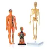 Anatomiemodell für Kinder Human Torso Anatomie Modell Abnehmbares menschliches Körpermodell für Medizinstudentische Bildungswissenschaft Lernen 1pc