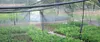 Muciaakie 1pc Fogger Cross Musting Vinging Assembly Sprinkler Охлаждение висящего разбрызгивателя для садовой теплицы ирригации