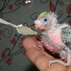 Outros suprimentos de pássaros Colher de alimentação de pássaros 10pcs colheres mão para peônia metal leite budgies