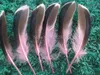 Wholesale 20PCS beautiful duck feathers 10-15 cm, 4 to 6 inches a variety of colors optional DIY clothing hat decoration