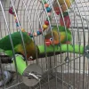 Papegaai boord vogelstand houten u vorm nagel zitplaatsen klauw slijpen kooi speelgoed voor papegaai valkparkietparakeet conure