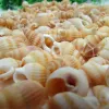 Shells 100pcs Mini Conch rzemiosło naturalne morskie muszle Mocro-Landscape Tank Aquarium Crafts Dekoracja