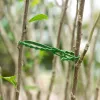 100 pezzi per cavi di plastica cravatte per cavi regolabili Giardino di cramelli Vine Legami strumenti di piantagione di giardinaggio riutilizzabili riutilizzabili