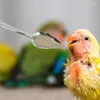 Outros suprimentos de pássaros Colher de alimentação de pássaros 10pcs colheres mão para peônia metal leite budgies