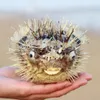 Pufferfischschale Lufttrommelfischknochen Schweinswale Exemplarschale mit Bambus gewebter Hut Marine Biologie Fischhaut Auto Anhänger Muscheln