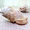 Grands coquilles de mer naturelles spécimen de coquille de plage pour la pêche à la pêche de pêche filet schelp nautique décor de mariage décor de fête d'artisanat