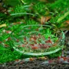 Novo tanque de peixes alimentador de tanque de aquário de camarão de vidro de vidro tigela bandeja de prato 6 tamanho