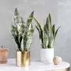 21cm-68CMartificial Tiger Piran Plants Tropical Plastic Long Leaves Flower Arrangement Material Hotel Office Desktop Home Deco