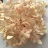 20g/lot、長続きする天然の新鮮な保存花乾燥アジサイの花の花の頭は真の永遠の命の材料