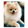 Kufwkey zwierzę zwierząt Diamond Picture Picture Cross Stitch „Pomeranian szczeniaki” diamentowy haft haftowy Mosaic Diamond Painting Cute Dog, Art