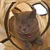 "S"Funny Pet Cat Play Tunnels Brown/Blue/Grey Foldable 1 Window Active Tunnel Kitten Cat Playing Toy Bulk Cat Rabbit Animal Toys
