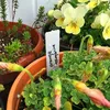 100pcs/lot Garden Plastic Plant Labelsラベルトレイプラントタグ保育園マーカーフラワーポット苗木マークツールガーデン装飾1*5cm