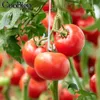 100st Plant Tomato Support Ear Hook Clip Plants Trellis Garden Vegetable Patch Fruit J Shaped Hooks Gardening Supplies Plastic