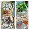 50/100g Natural Crystals Gravel Stone Micro Landscape Garden Aquarium Decor Fish Tank Bottom Sand Potted Plants DIY Accessories