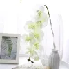 Белые 8 стеблей фалаенопсис орхидеи