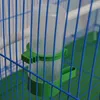 Andere Vogelversorgungen 1PC Feeder Waterer Trinker Haustierclip für Papageienwasserspender landwirtschaftliche Ausrüstung (Größe: m/l)