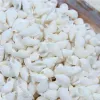 Shells 100pcs Mini Conch rzemiosło naturalne morskie muszle Mocro-Landscape Tank Aquarium Crafts Dekoracja