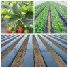 Agricoltura diserbo del pacciame nero 0,8 m di larghezza addensato da 0,01 mm Strawberry Strawberry Special Plastic Piante coltivano film