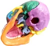 2021 New 15 Parts Palm-Sized Anatomy Exploded Skull Model Detachable Mini Human Color Medical Skull Dental ClinicTeaching