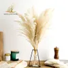 Pampas gräsdekor vit färg fluffig naturtorkad blommor blekt bukett boho vintage stil för bröllop hem juldekor 2196n