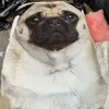 3D PUG PUG DOG CAT المطبوع لحاف صيفي ناعم ناعم الأسرة خفيفة الوزن الأطفال البالغين