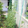 2pcs/Los großer Blütenpflanze Kletterrahmen Gartenzaun Netz Gemüse Anti-Bird Net Gemüse Pflanze Gitternetze
