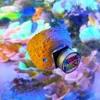 Magnetes Anemonnest verhindern, dass Lehm und lebende Felsen für Aquarium -Riff -Tank -Aquarienpflanzen hergestellt werden