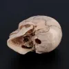 15 шт./Установка 4D -разборка цветового черепа Анатомическая модель Съемный инструмент медицинского обучения
