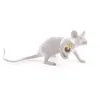 Luci da tavolo a LED moderne Resina Animal Rat Gat Squirrel Luci da notte LED Lampade da tavolo Mouse Lampade per scrivania Fissaggio Lampada Lampada 240408
